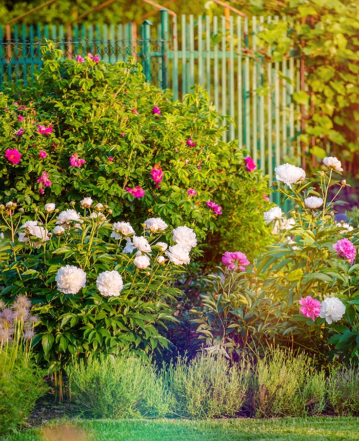 Flowering-Garden.webp